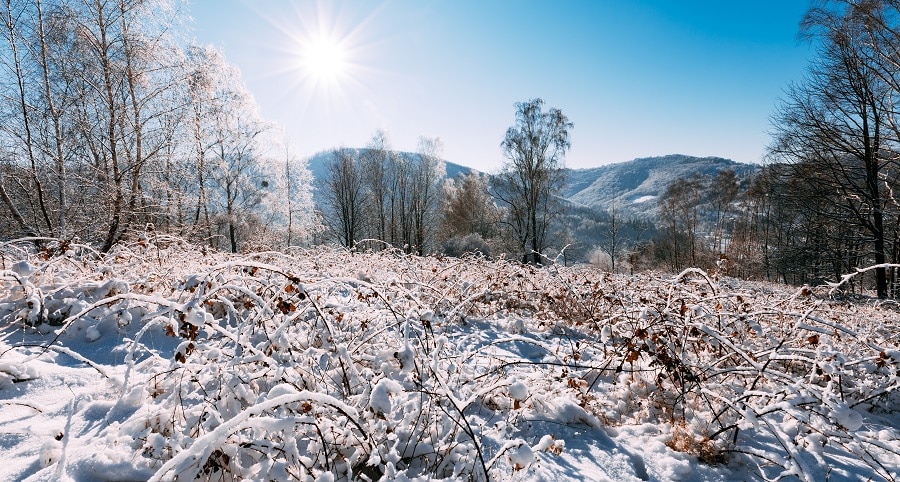 In The Winter