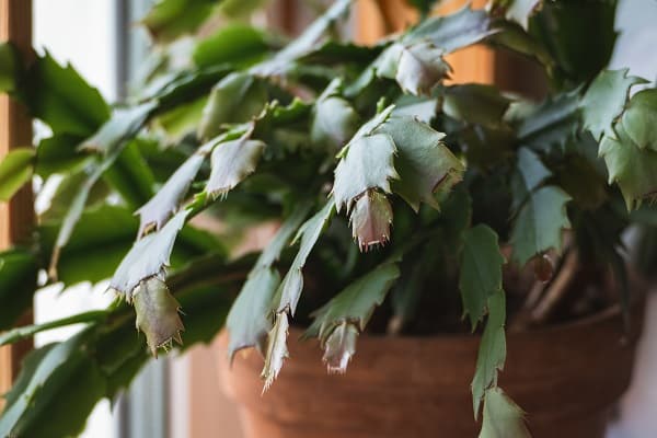 Growing A Christmas Cactus