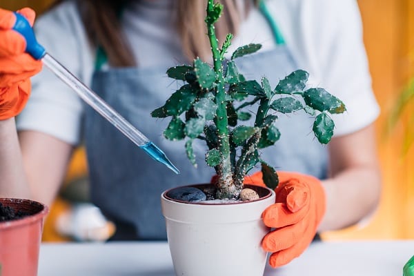 Growing A Christmas Cactus