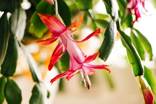 Growing A Christmas Cactus