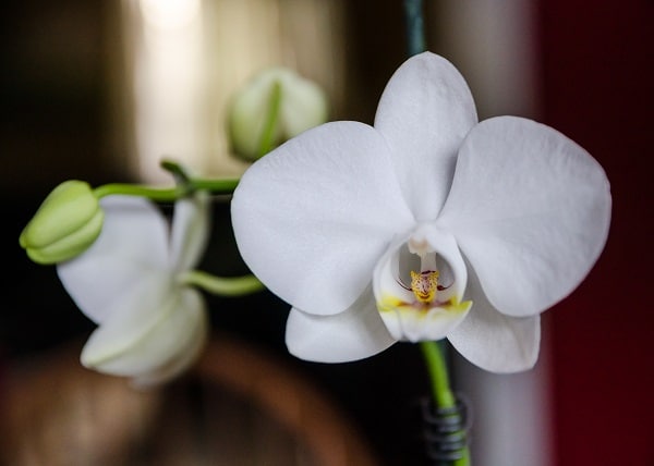 Flowering Indoor Houseplants