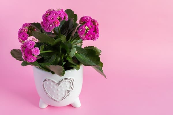 Valentine's Day