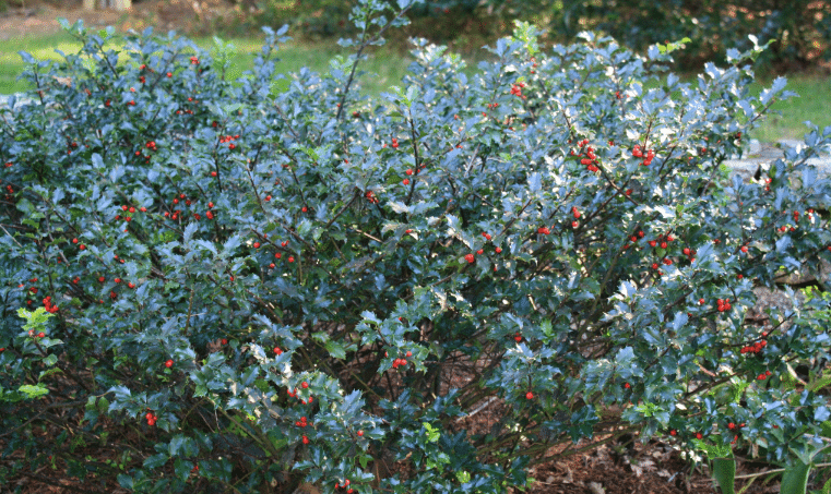 Holly Plants