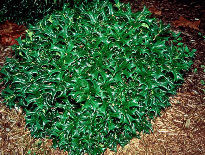 Holly Plants