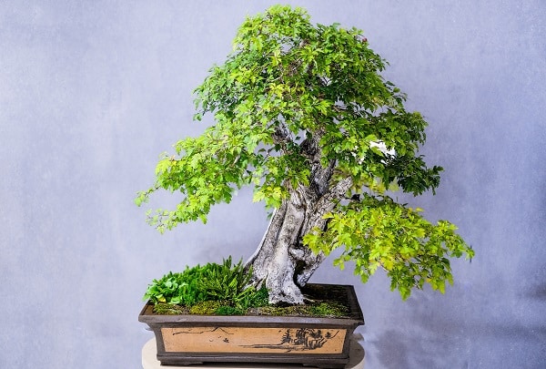 Bonsai Tree