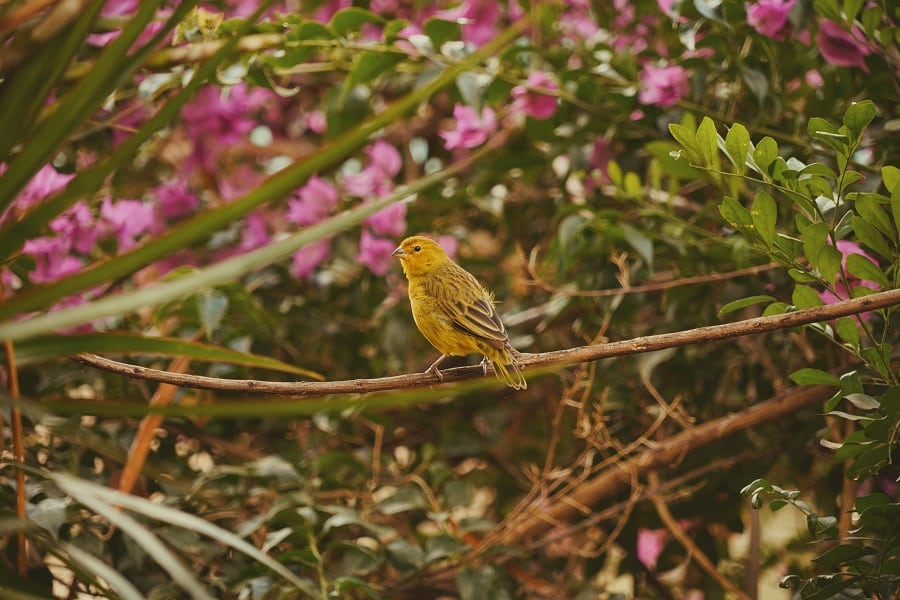 Attract Birds