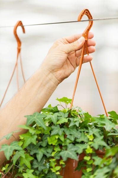 Hanging Plants