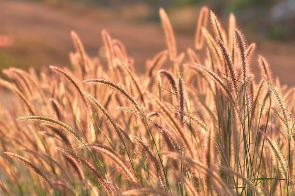 Ornamental Grasses
