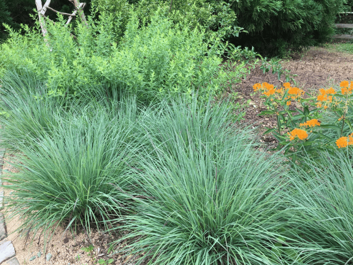 Ornamental Grasses