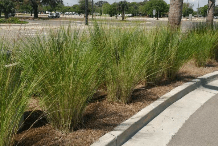 Ornamental Grasses