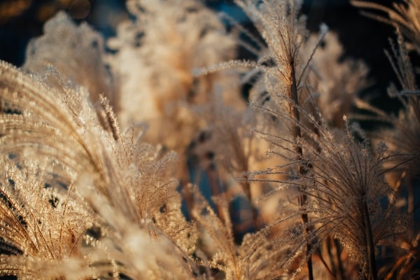 Ornamental Grasses