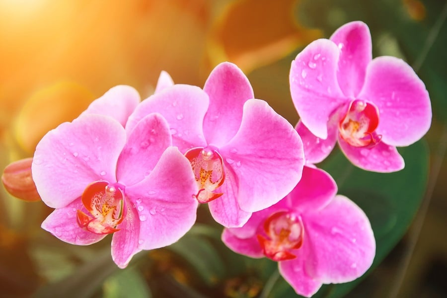 Orchid