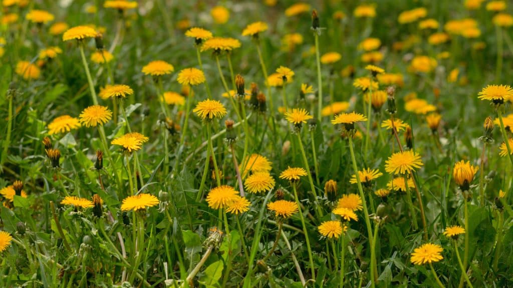 Dandelions