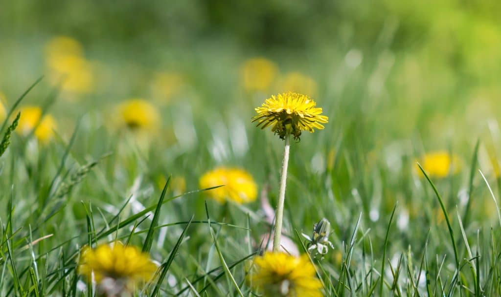 Dandelions