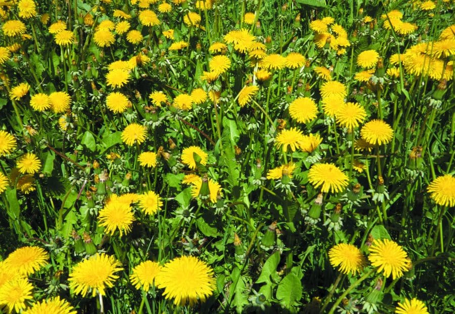 Dandelions
