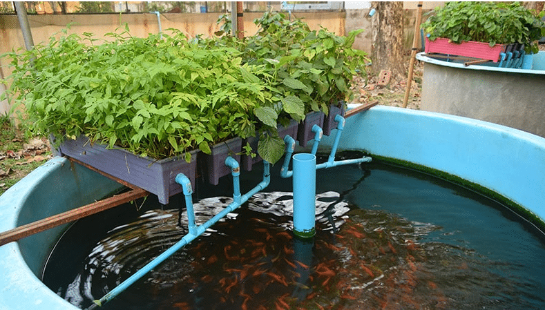 Aquaponics