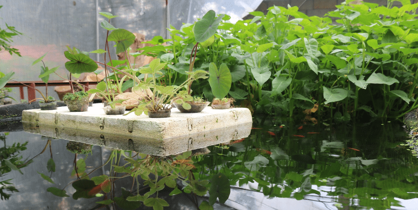 Aquaponics