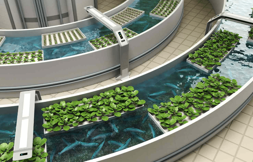 Aquaponics