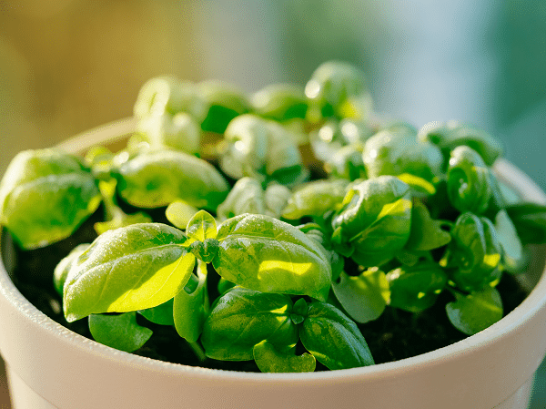 Tips For Growing Basil