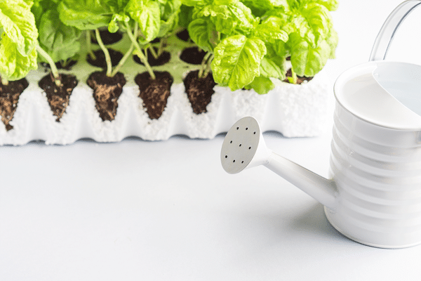 Tips For Growing Basil