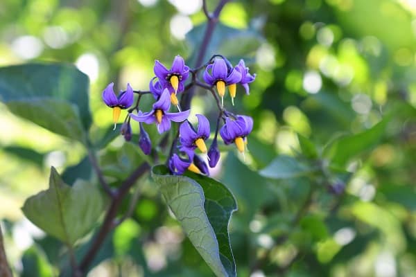 Invasive Species