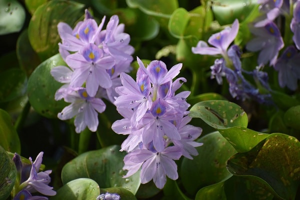 Invasive Species