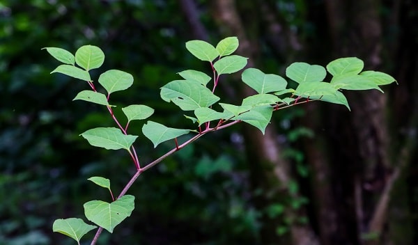 Invasive Species
