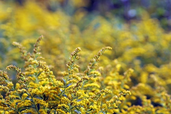 Invasive Species