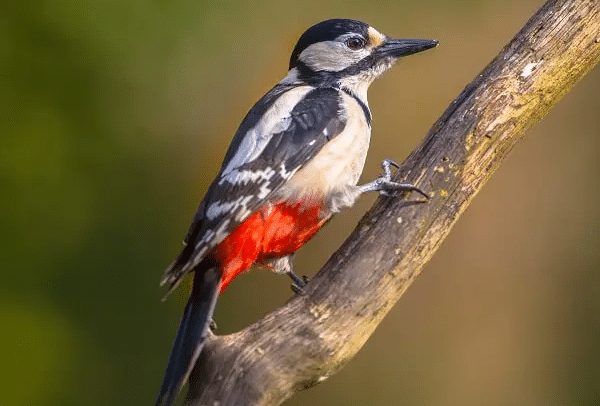 Getting Rid Of Slugs