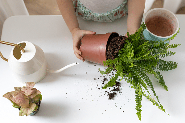 Repotting Plants