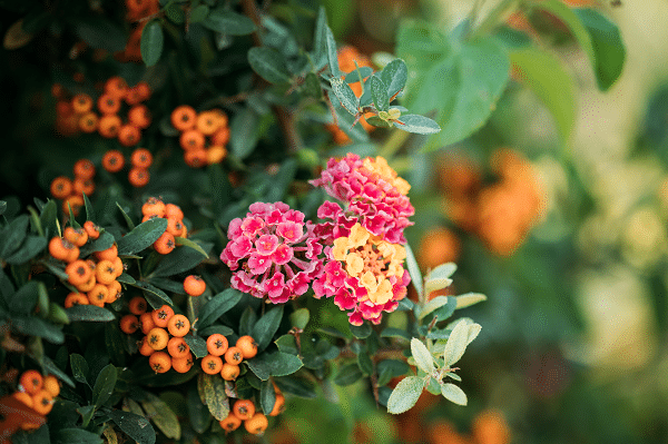 Invasive Plants