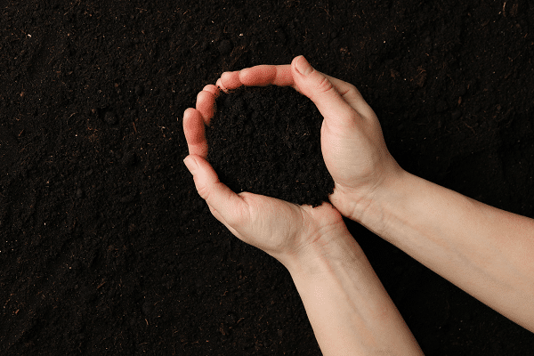 Benefits Of Growing Lavender