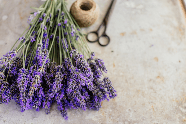 Benefits Of Growing Lavender