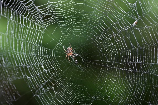 Best Ways To Rid Of Ants In Your Garden