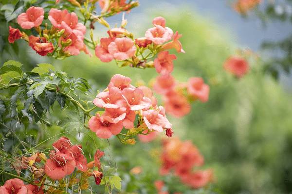 Weeds That Are Mistaken For Plants