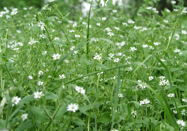 Weeds That Are Mistaken For Plants