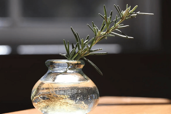 Plants You Can Grow In Water