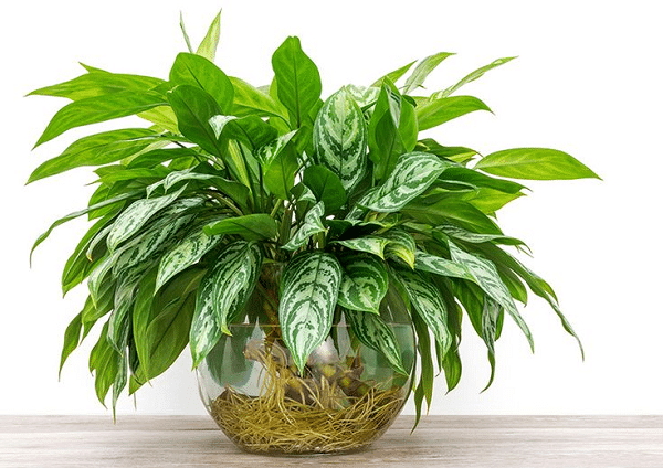 Plants You Can Grow In Water