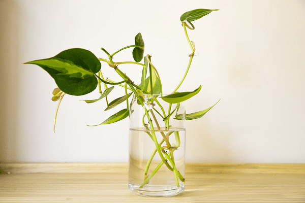 Plants You Can Grow In Water