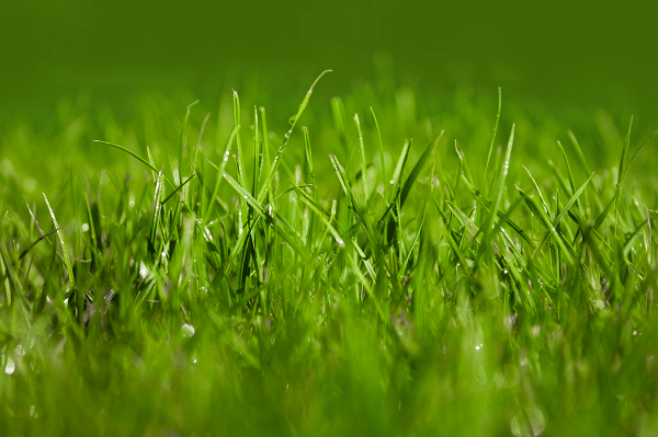 Minimize Weeds In Your Grass