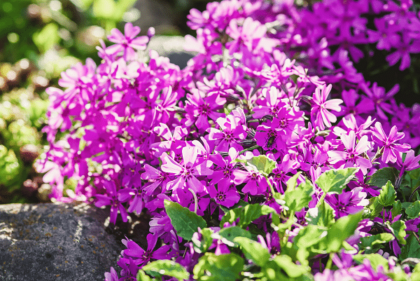 Plants For Rock Gardens