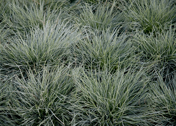 Plants For Rock Gardens