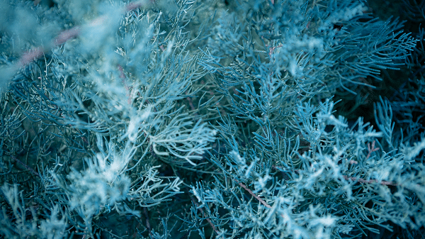 Plants For Rock Gardens