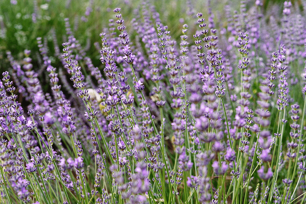 Plants For Rock Gardens