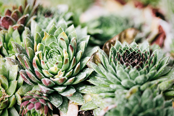 Plants For Rock Gardens