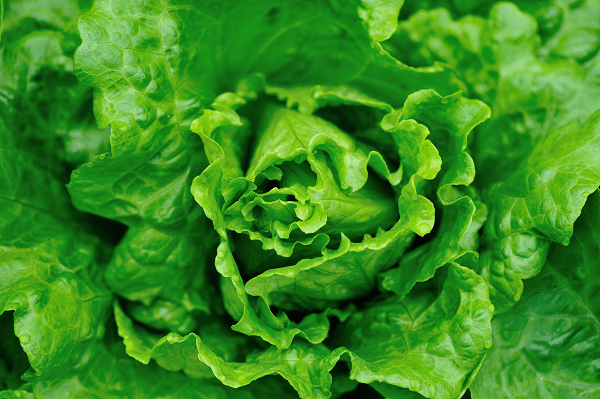 Vegetable