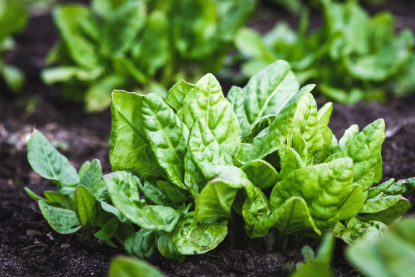 Vegetable