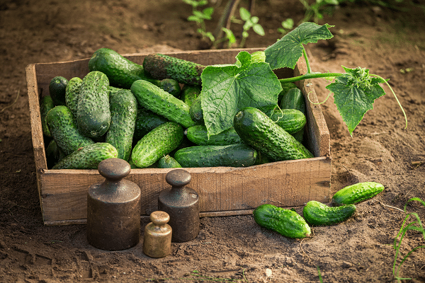 Vegetable