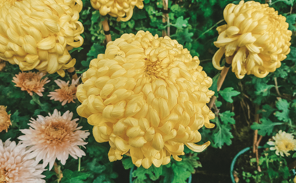 Plants That Fight Fleas And Ticks