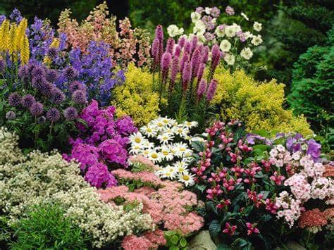 Common Diseases In Perennial Plants
